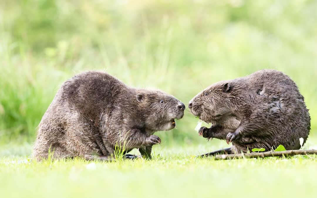 Spezialtour: Beaver Lab & WWF Österreich