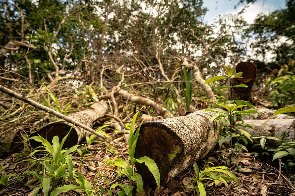 Entwaldung in San José del Guaviare, Kolumbien (c) luisbarreto.com