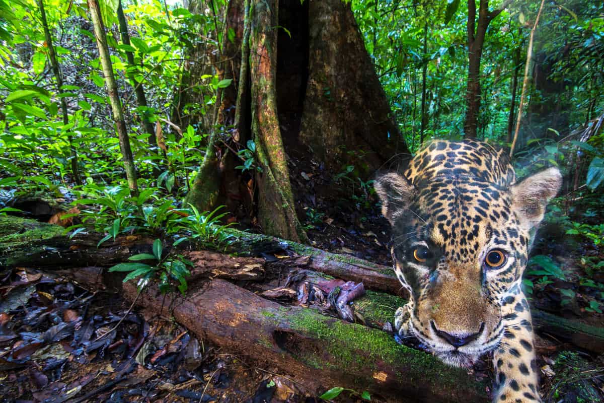 Jaguar (Panthera onca) im Wald des Nouragues Natur Reservats auf Französisch Guayana Jaguar (Panthera onca) im Wald des Nouragues Natur Reservats auf Französisch Guayana
