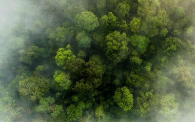 Einigung auf EU-Waldschutzgesetz: WWF sieht wichtigen Durchbruch