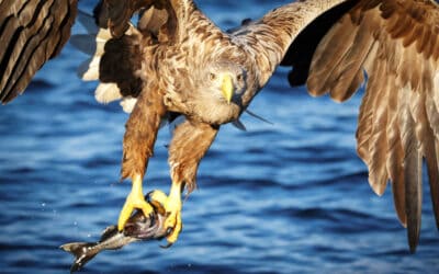 WWF-Bilanz: Tierische Gewinner und Verlierer 2021