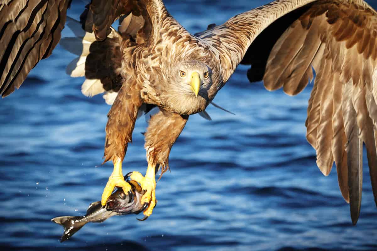 Ein Adler mit einem Fisch in seinen Klauen (c) Shutterstock Neil Burton