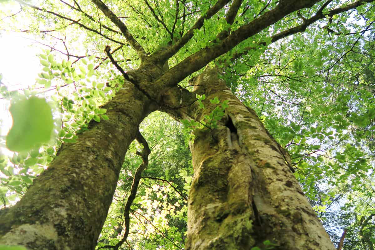Biotopbäume im naturnahen Wald