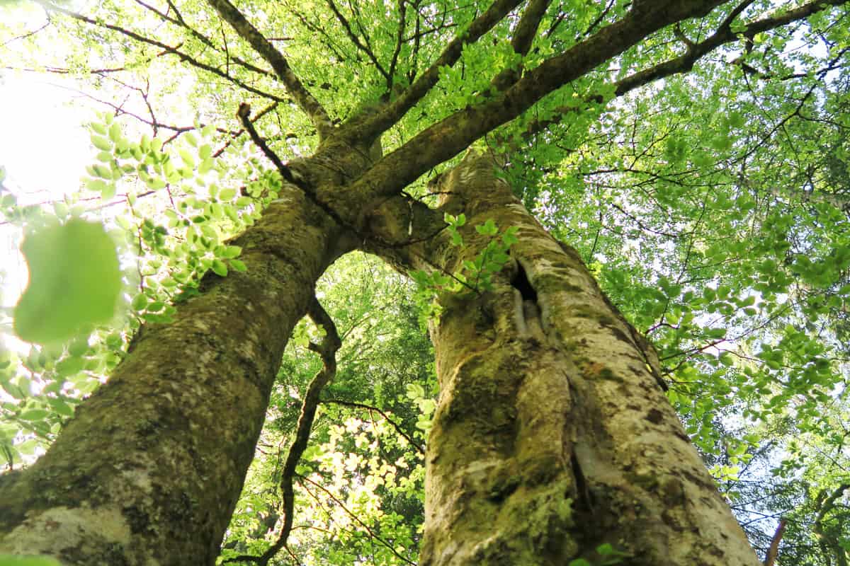 Coverbild Stromanbietercheck Banner (c) WWF