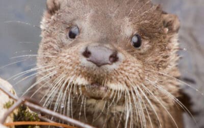 NGOs kritisieren: Tabubruch in Niederösterreich, erstmals seit Jahrzehnten sollen Fischotter legal getötet werden dürfen