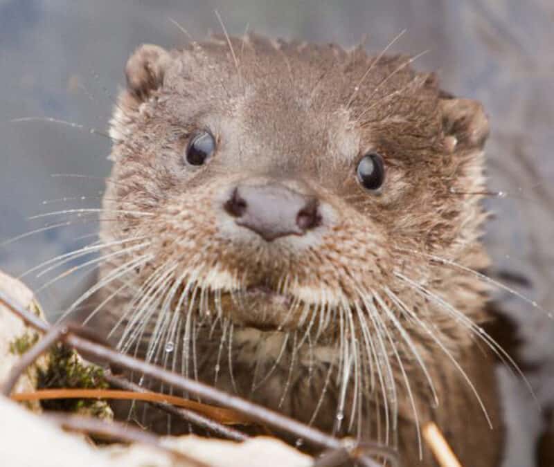 NGOs kritisieren: Tabubruch in Niederösterreich, erstmals seit Jahrzehnten sollen Fischotter legal getötet werden dürfen