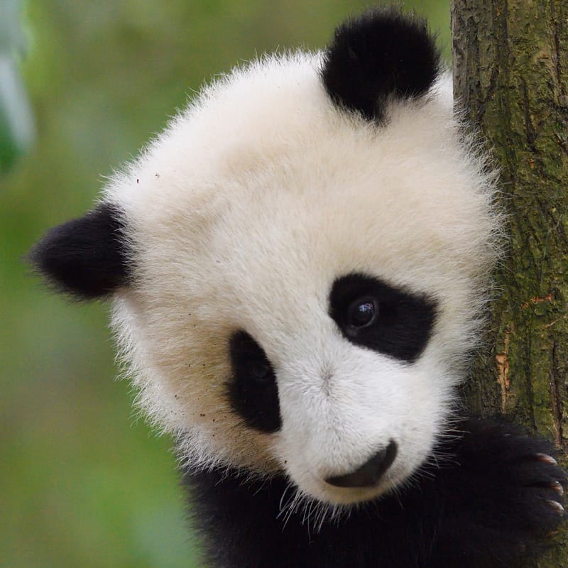 Großer Panda auf einem Baum