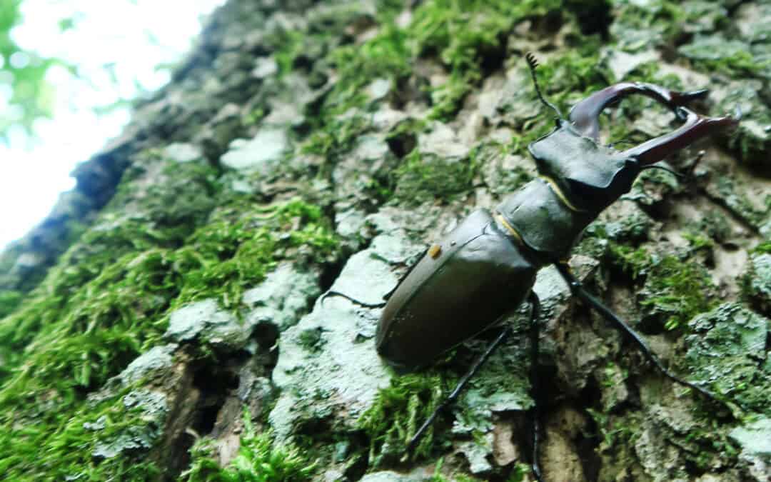 Wie geht es der Artenvielfalt im Österreichischen Wald?