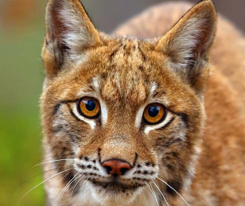 Patenschaft Luchs