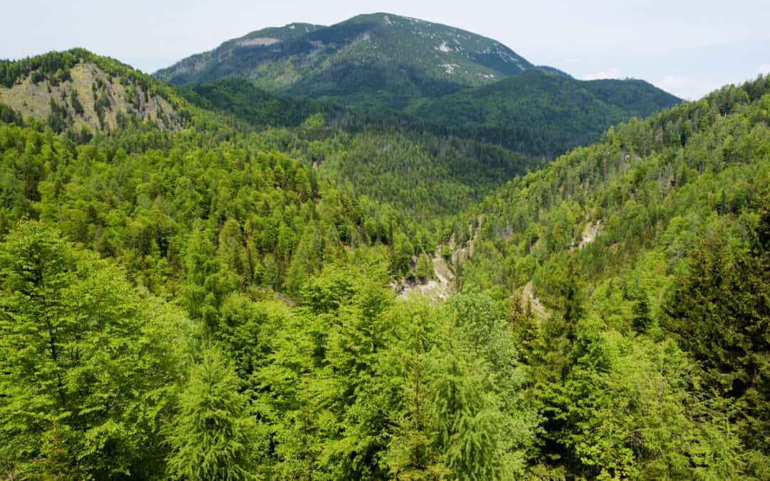 25 Jahre Nationalpark Kalkalpen: Viel erreicht, viel zu tun