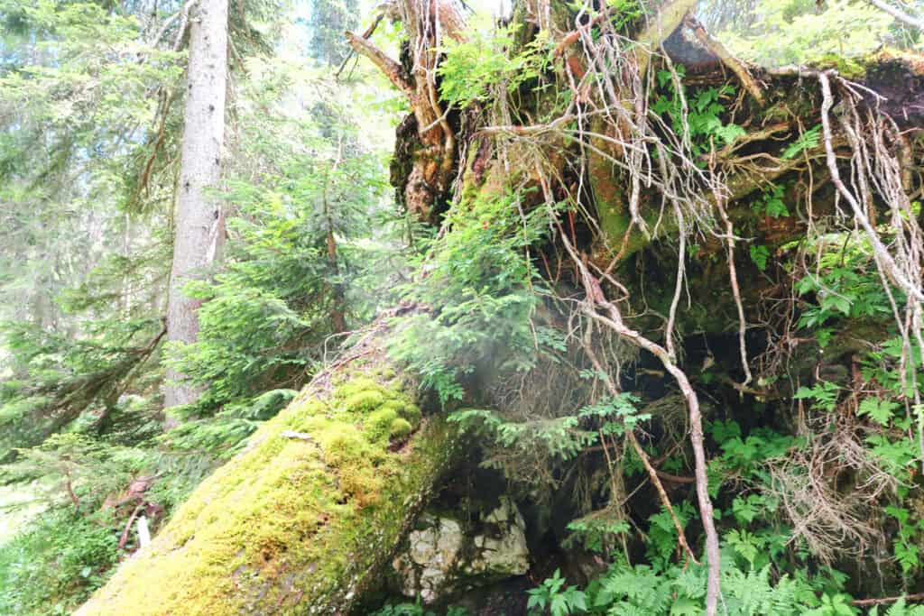 Totholz im Wald