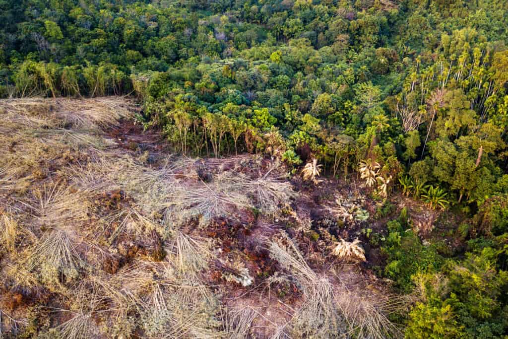 Wald in Myanmar weicht der Landwirtschaft