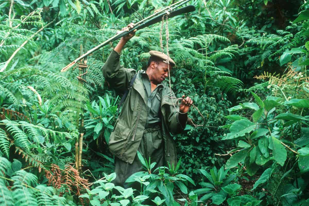 Parkranger entfernt Drahtschlingen-Fallen im Virunga Nationalpark