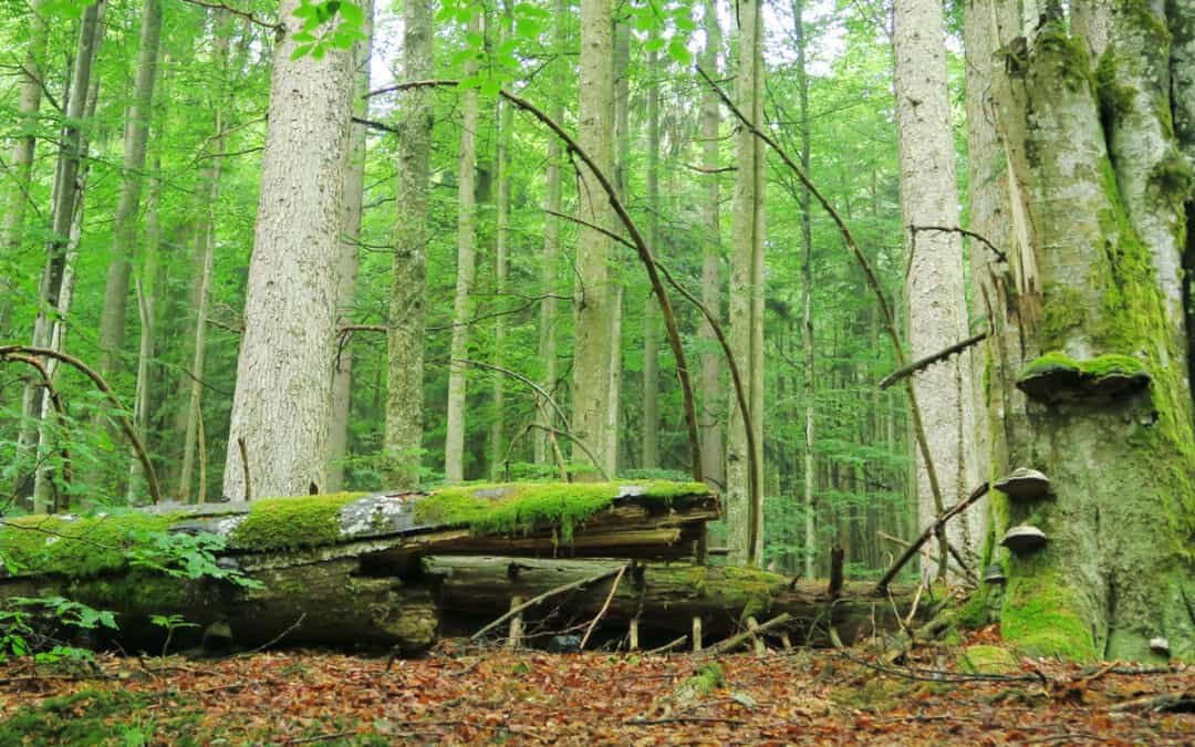 Österreichische Bundesforste (ÖBf)