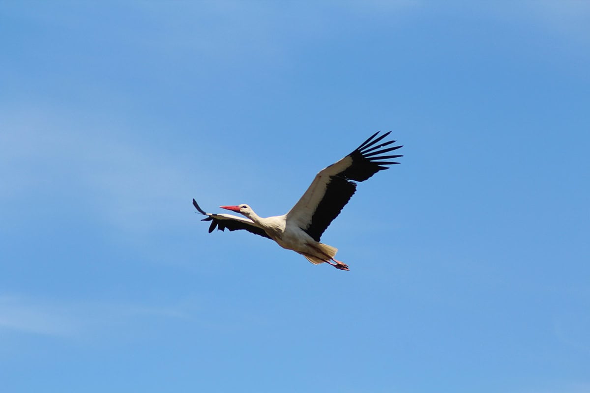 Weißstorch im Flug (c) M. Stelzhammer / WWF Weißstorch im Flug
