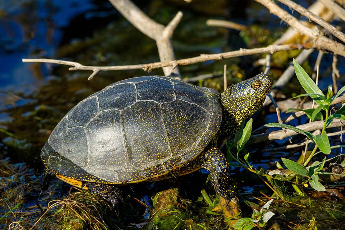 Sumpfschildkröte (c) AdobeStock_554504462 Sumpfschildkröte