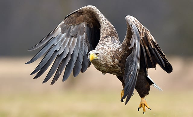 Seeadler