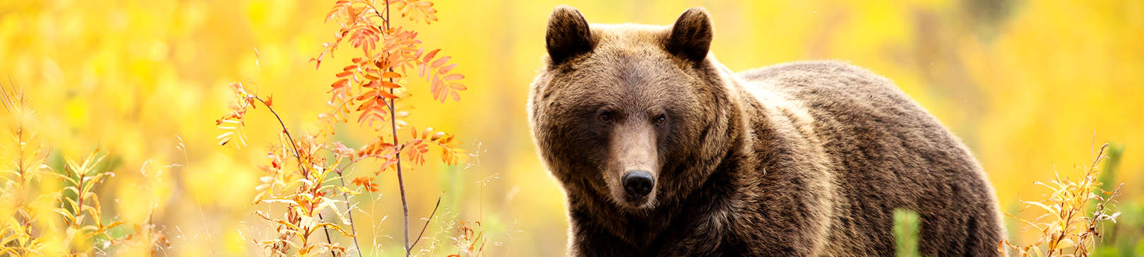 Braunbär Headerbild