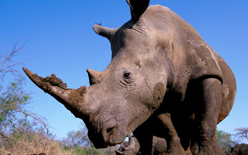 Breitmaulnashorn mit Schlamm am Horn