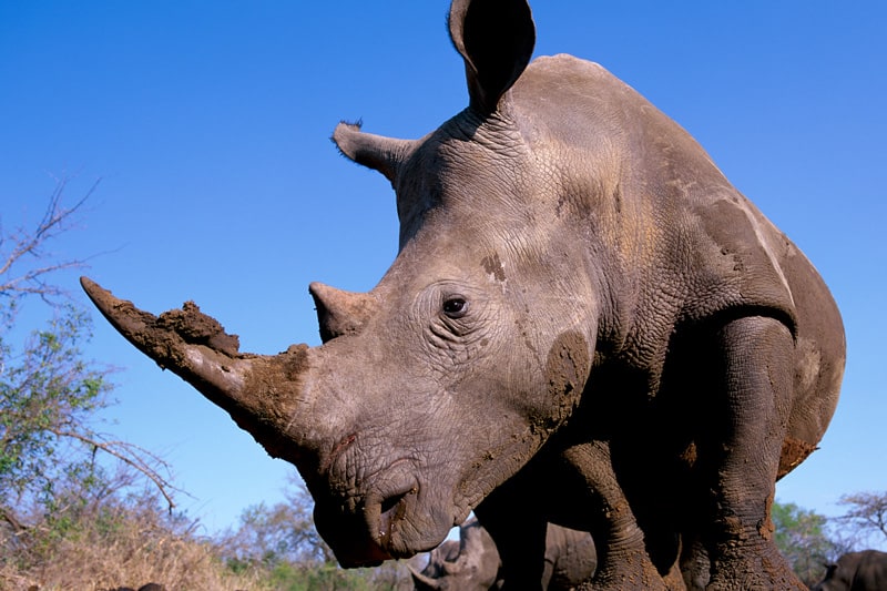 Breitmaulnashorn mit Schlamm am Horn