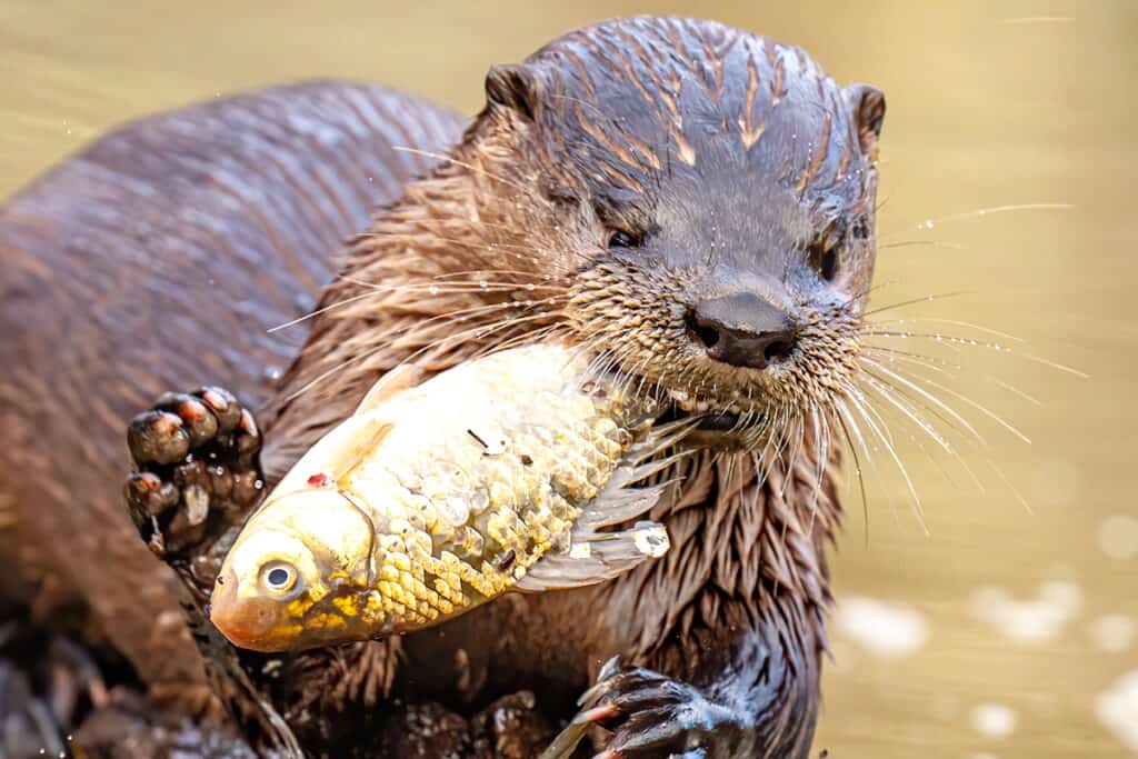 Fischotter mit einem Fisch im Maul