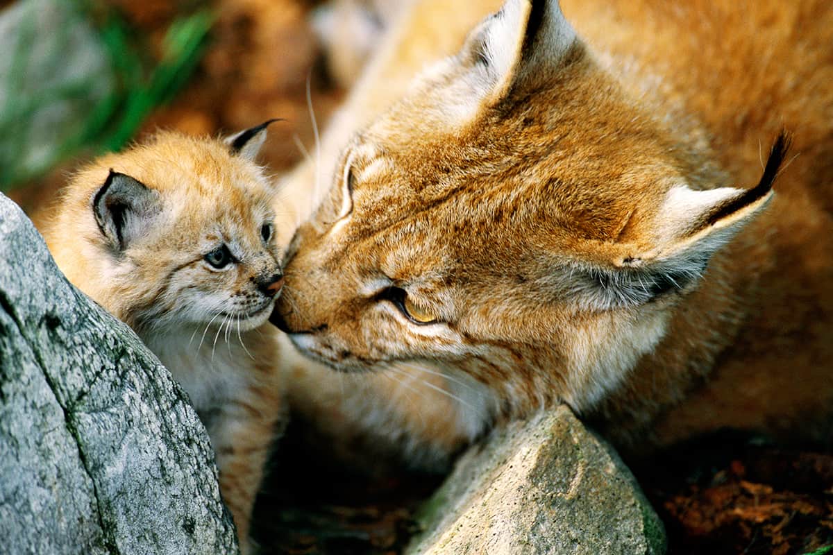 Luchs-Mutter mit Jungtier