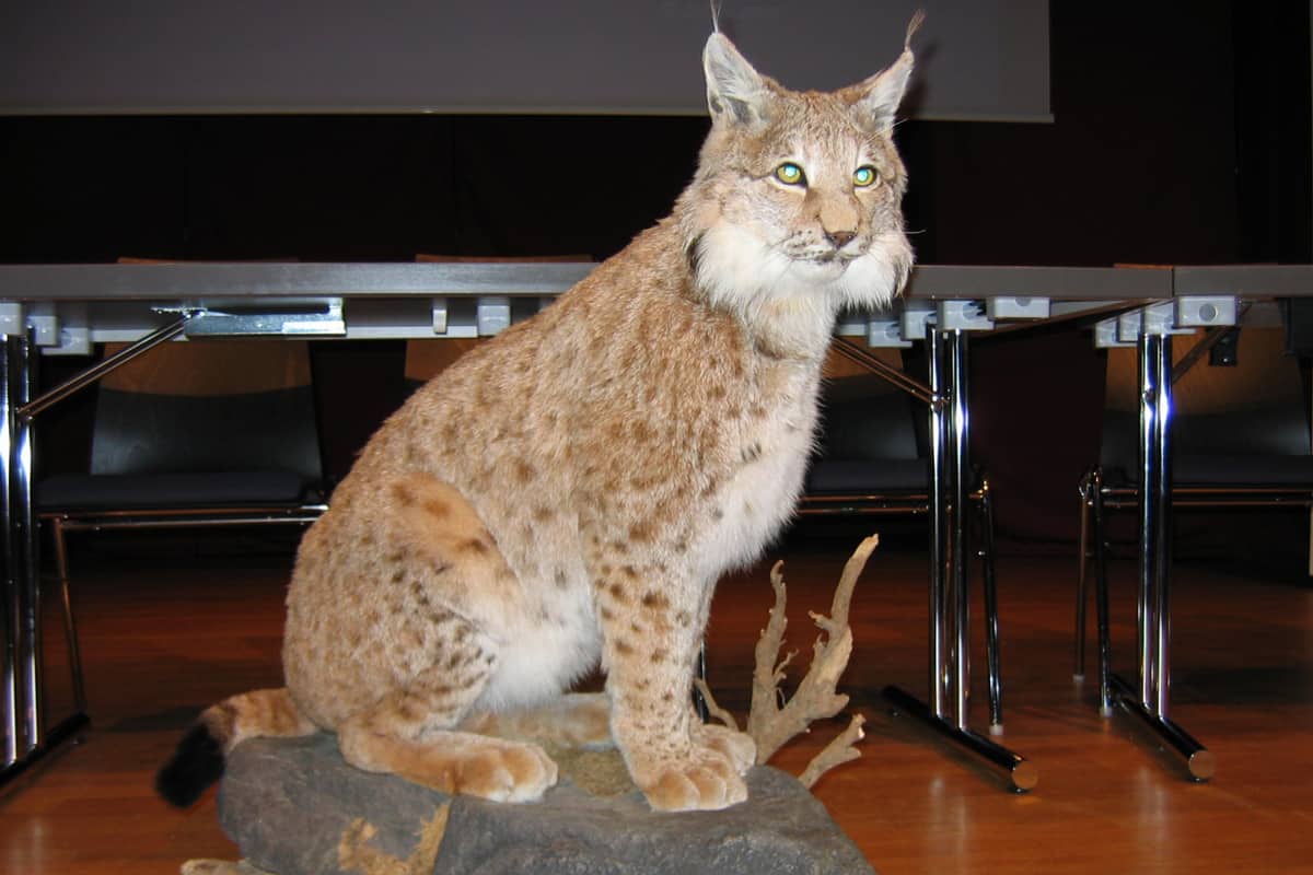 Luchs Trophäe