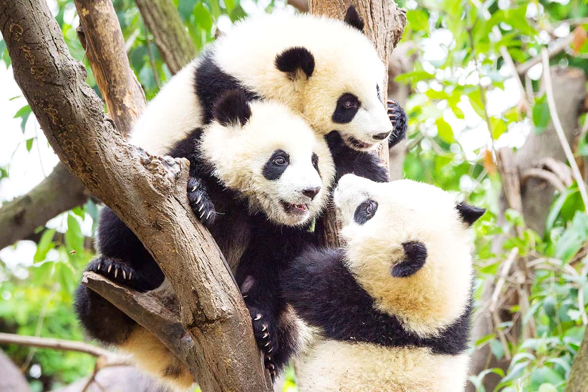 Drei Pandas auf einem Ast