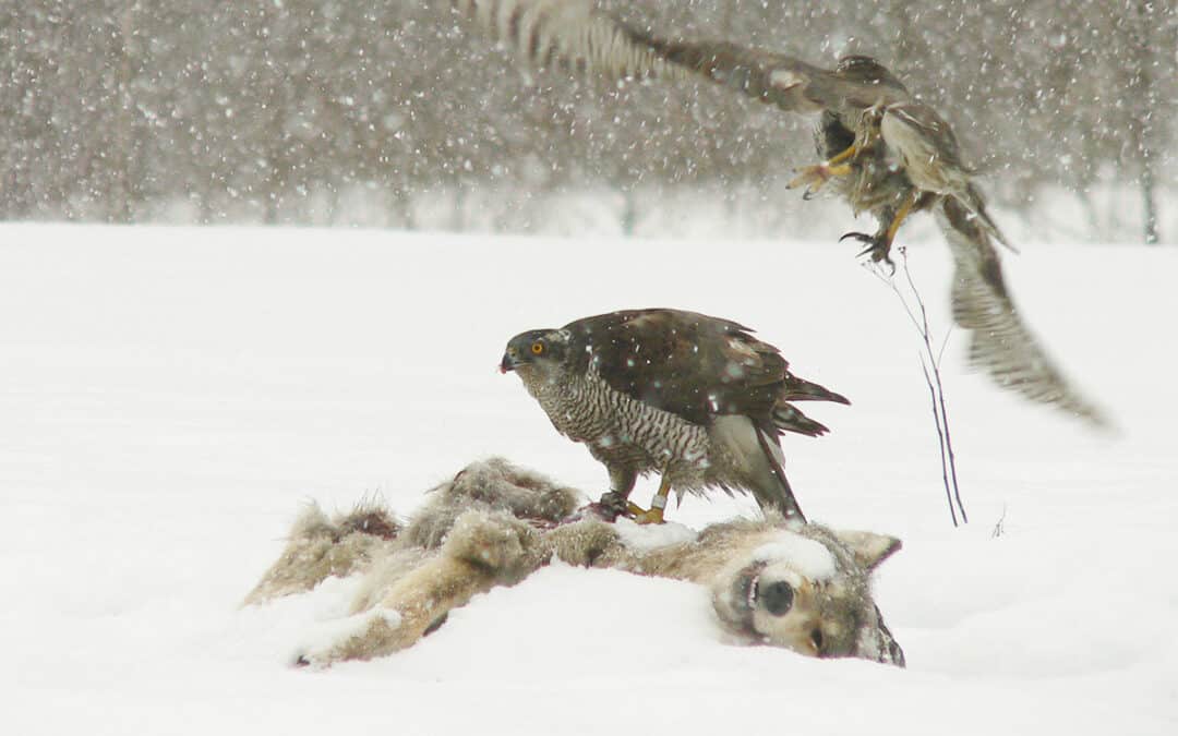 Verdacht auf Wildtierkriminalität: Was ist zu tun?