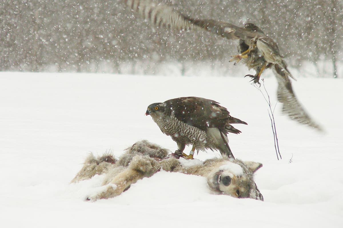 wwf-at_ProjektWolf_tot_ toter-wolf