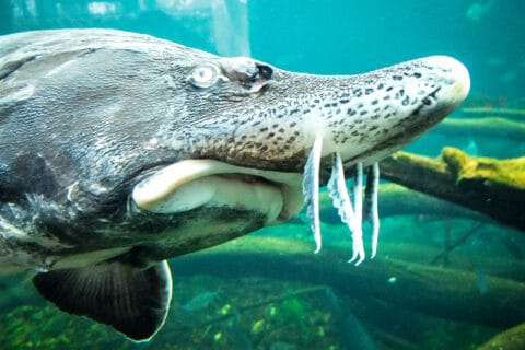 Die Störe - Eine Zukunft für die Riesen der Donau - WWF Österreich