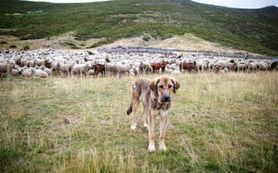 Frauenberuf: Mit Herdenschutzhunden im Wolfsgebiet