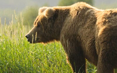 Tiere der Alpen: Welche kennst du?