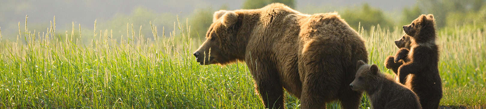 Braunbär Headerbild