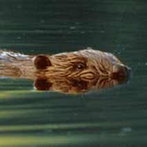 Biber © by WWF-Canon Fred F. HAZELHOFF biber-ist-im-wasser-und-schaut-mit-dem-kopf-aus-dem-wasser-hervor-wwf-biber-fragen