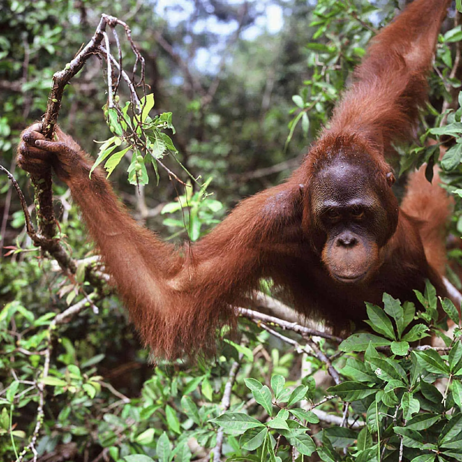 Borneo Orang-Utan in Gebüsch (c) Alain Compost / WWF Canon