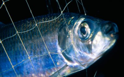 Heringsschmaus am Aschermittwoch