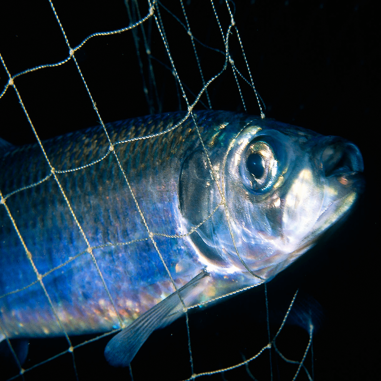 Hering grossaufnahme-hering-im-wasser