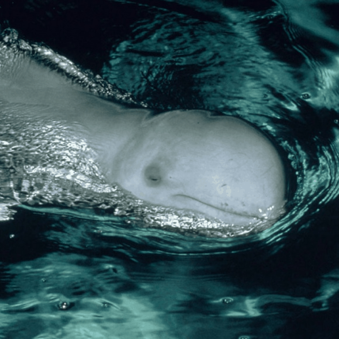 Irawadi Delfin