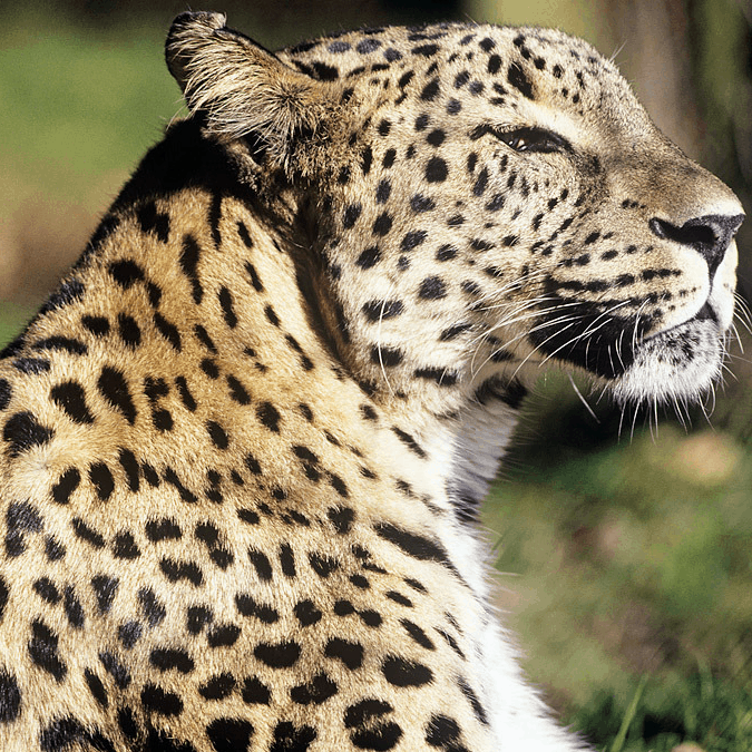 Kaukasusleopard Panthera pardus saxicolor