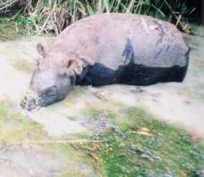 Luchs, Nashorn & Co: Die Gewinner und Verlierer 2011