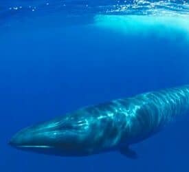 Rückkehr des kommerziellen Walfangs?