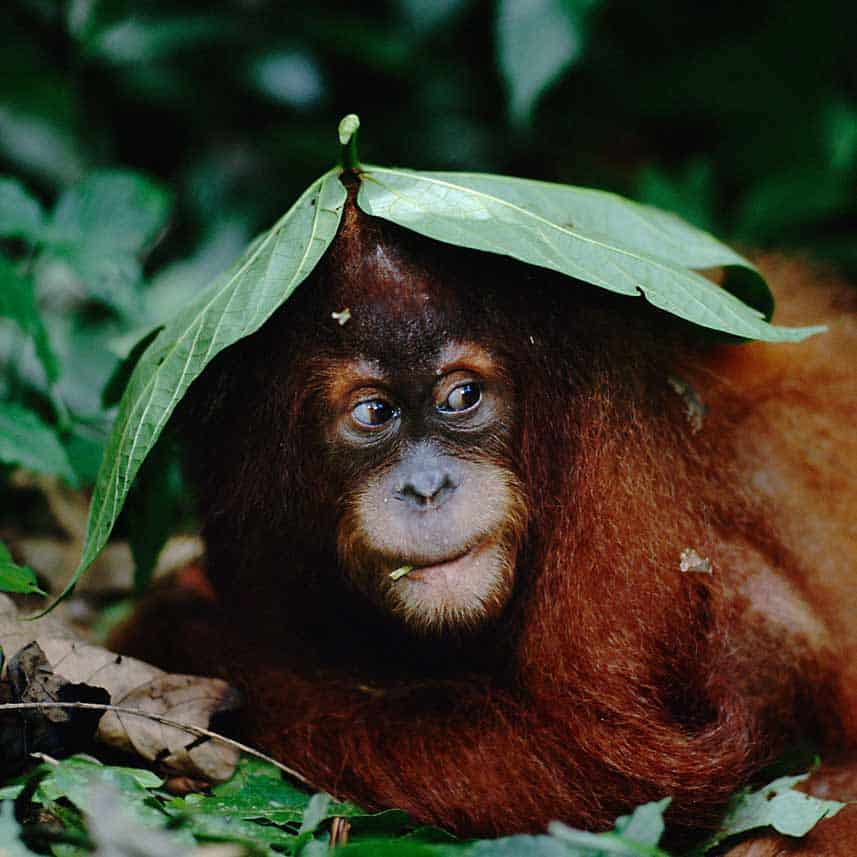 Sumatra Orang-Utan