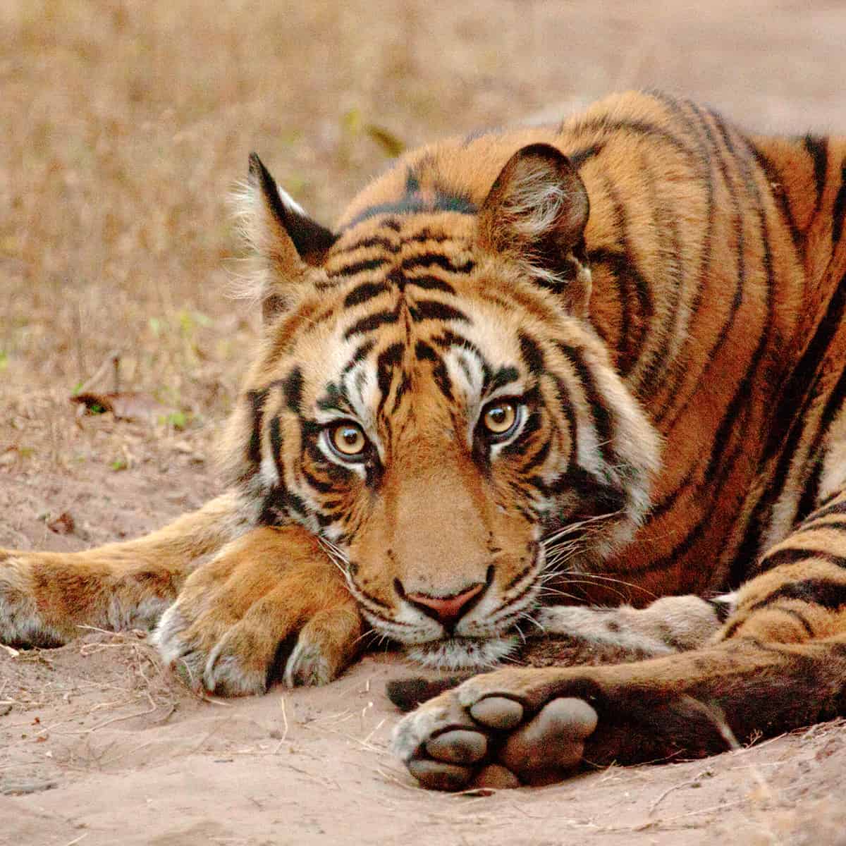 Tiger Indien
