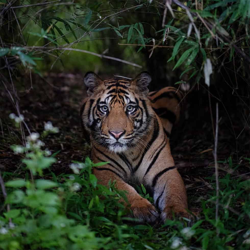 Der Tiger Die Rückkehr des Königs? WWF Österreich
