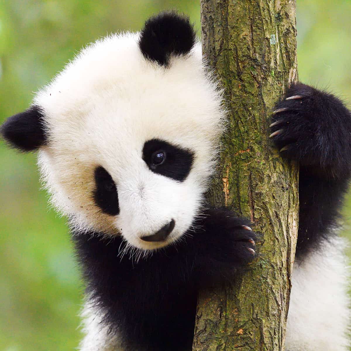 Panda auf Ast (c)Staffan Widstrand / Wild Wonders of China / WWF