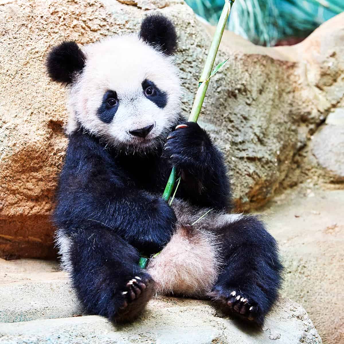 Ein junger Panda