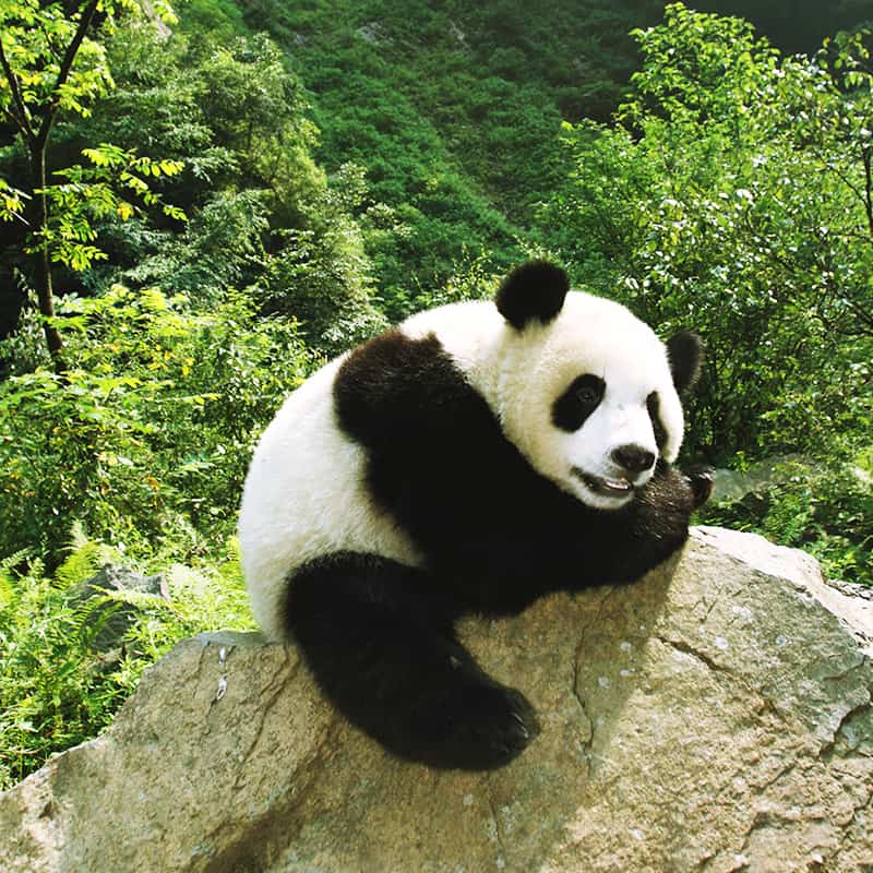 Panda sitzt auf Steinfelsen