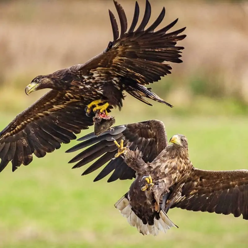 Seeadler kämpfend (c) Ola Jennersten