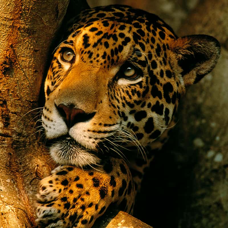 Jaguar Lauer